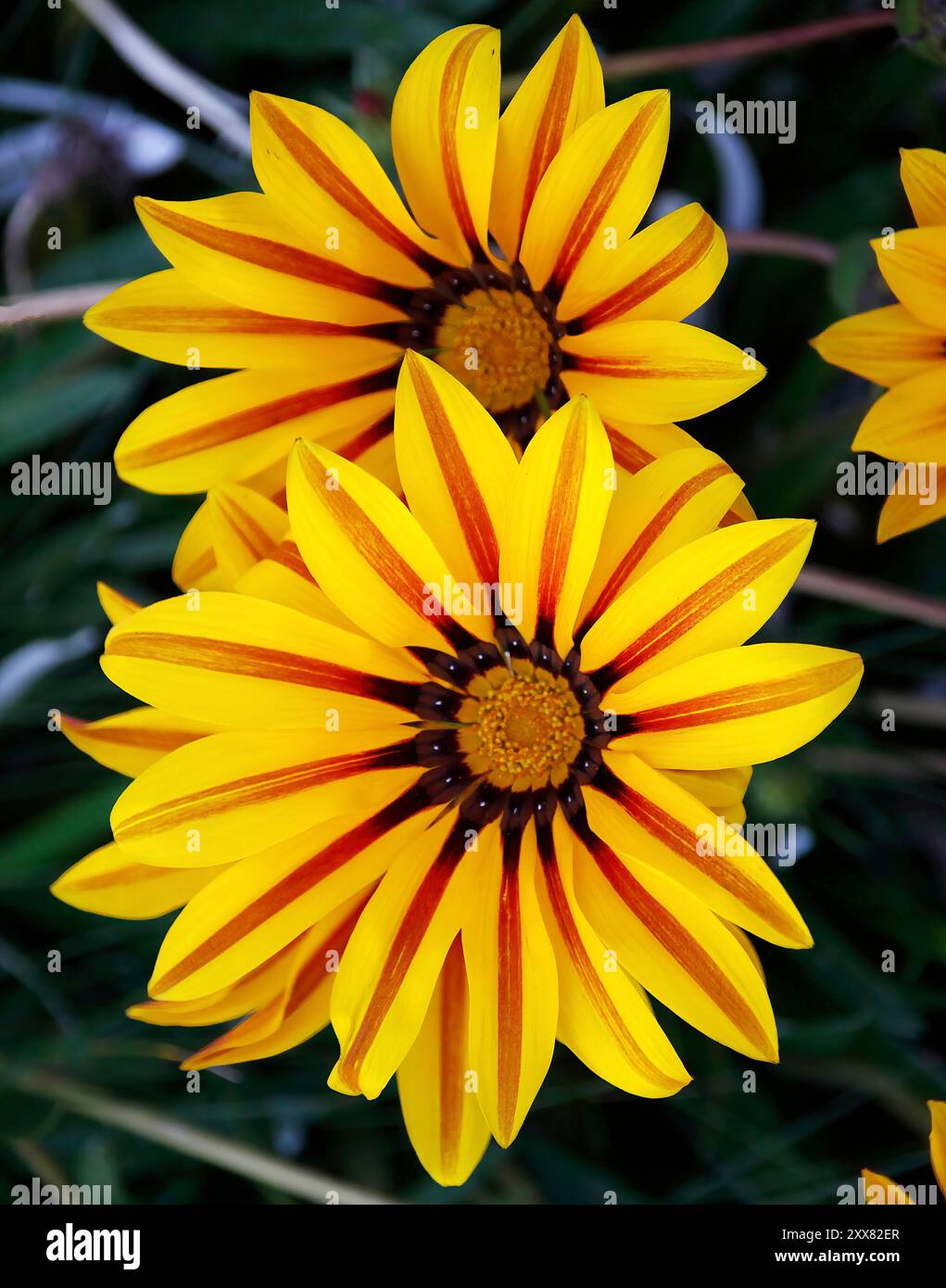 Gestreifte Blumen im Garten von Pennsylvania Stockfoto