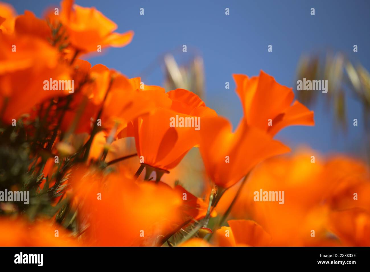 Leuchtend orange Mohnblumen unter klarem blauem Himmel, Nahaufnahme. Stockfoto