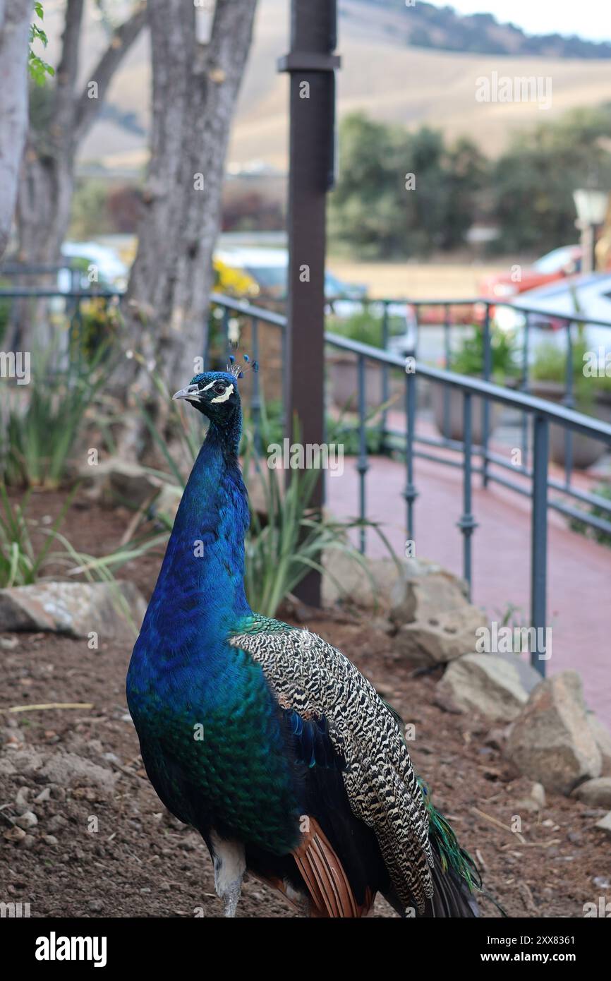 Pfau auf der Casa de Fruta Stockfoto