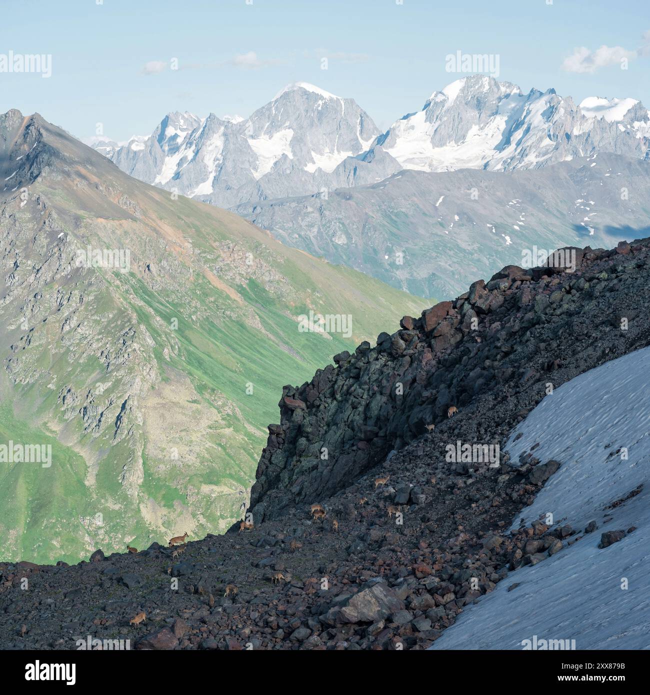 Hochgebirgslandschaft mit einer Herde von Bergziegen im Vordergrund Stockfoto
