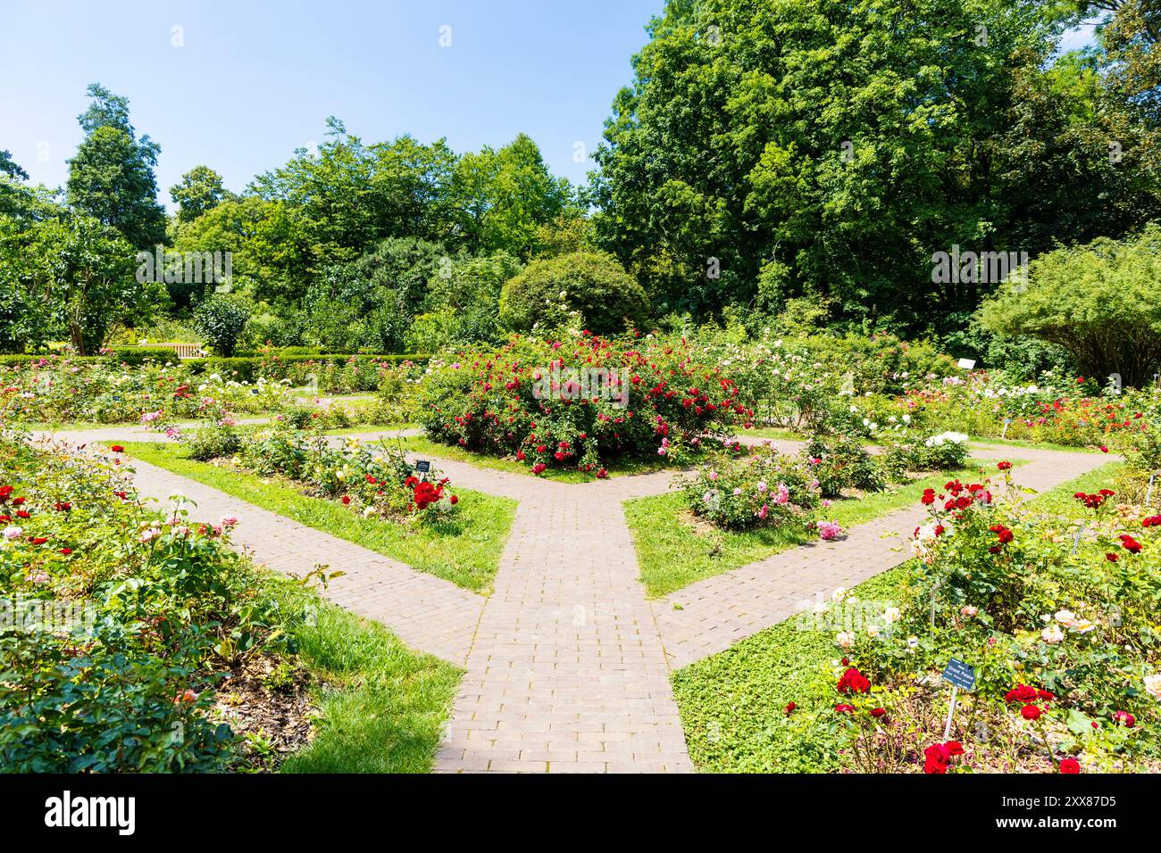 Rosengarten im Botanischen Garten der Universität Warschau, Royal Łazienki Park, Warschau, Polen Stockfoto