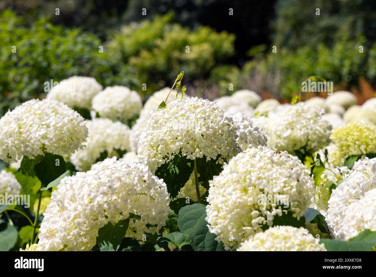 Weiße Hortensie blüht in den Botanischen Gärten der Universität Warschau, Royal Łazienki Park, Warschau, Polen Stockfoto