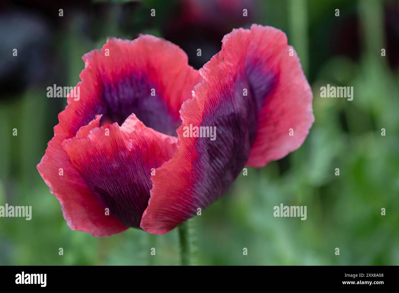 Im Sommer blühen rote Mohnblumen im Garten, irische Wildblumen Stockfoto