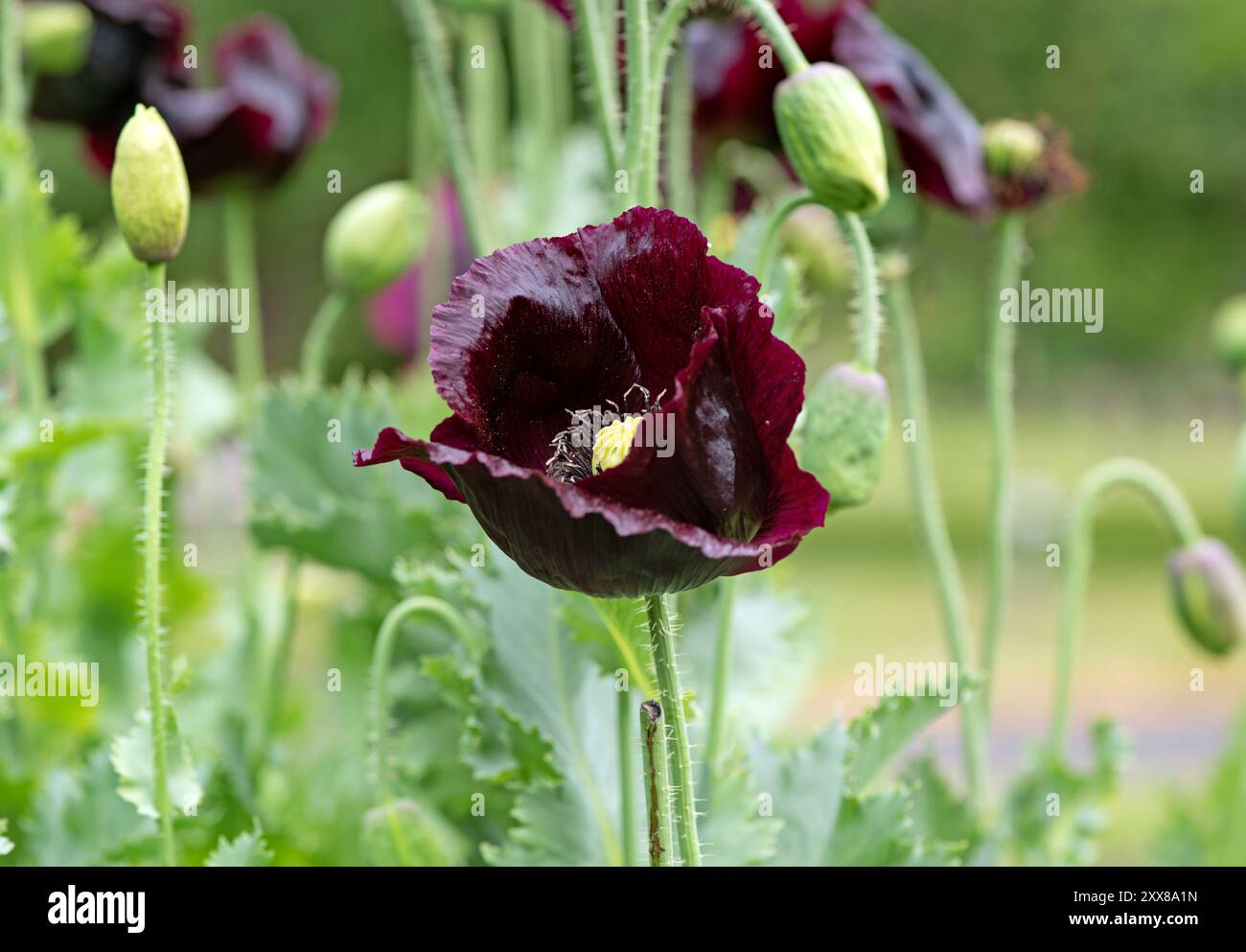 Im Sommer blühen rote Mohnblumen im Garten, irische Wildblumen Stockfoto