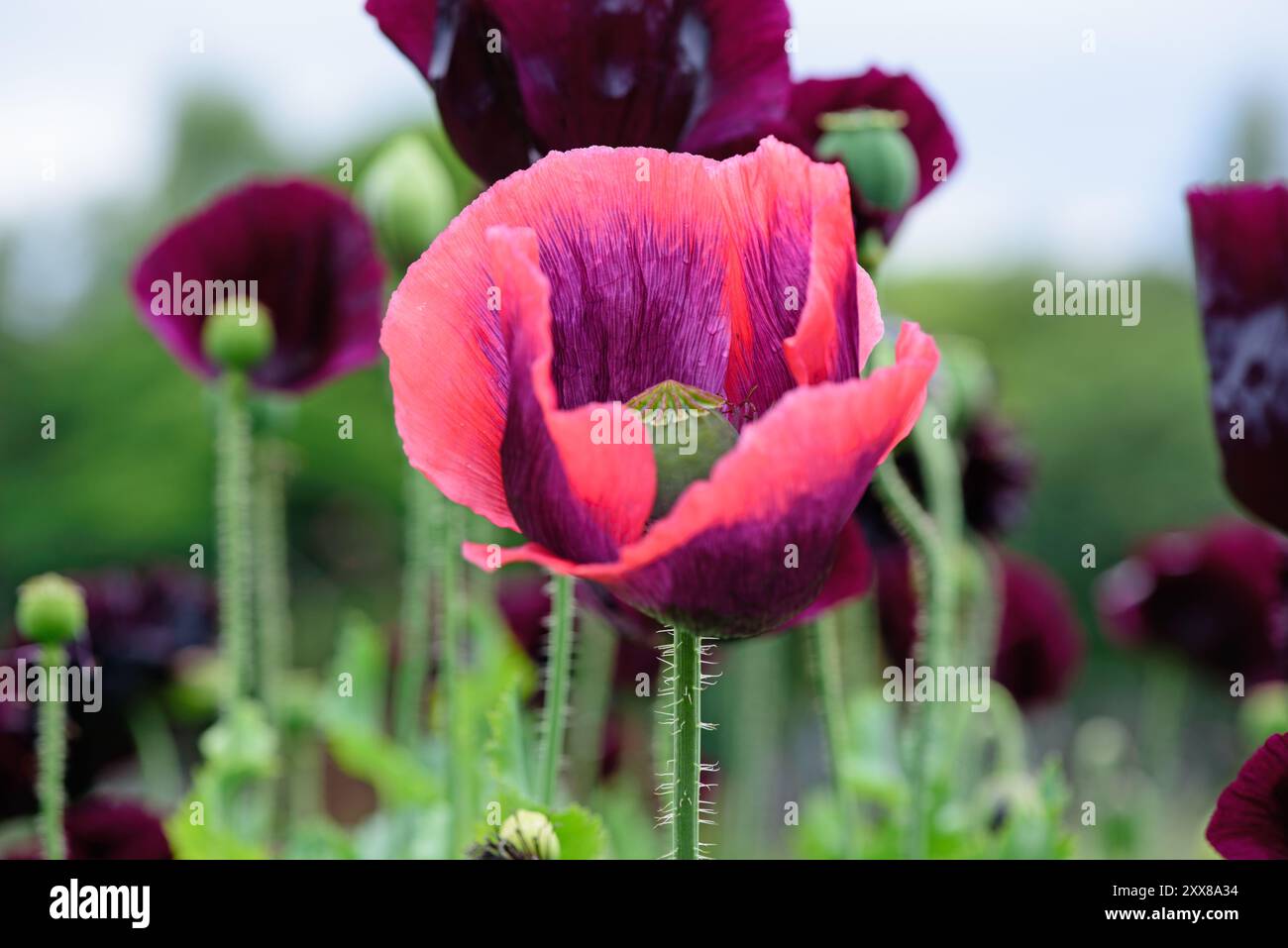 Im Sommer blühen rote Mohnblumen im Garten, irische Wildblumen Stockfoto