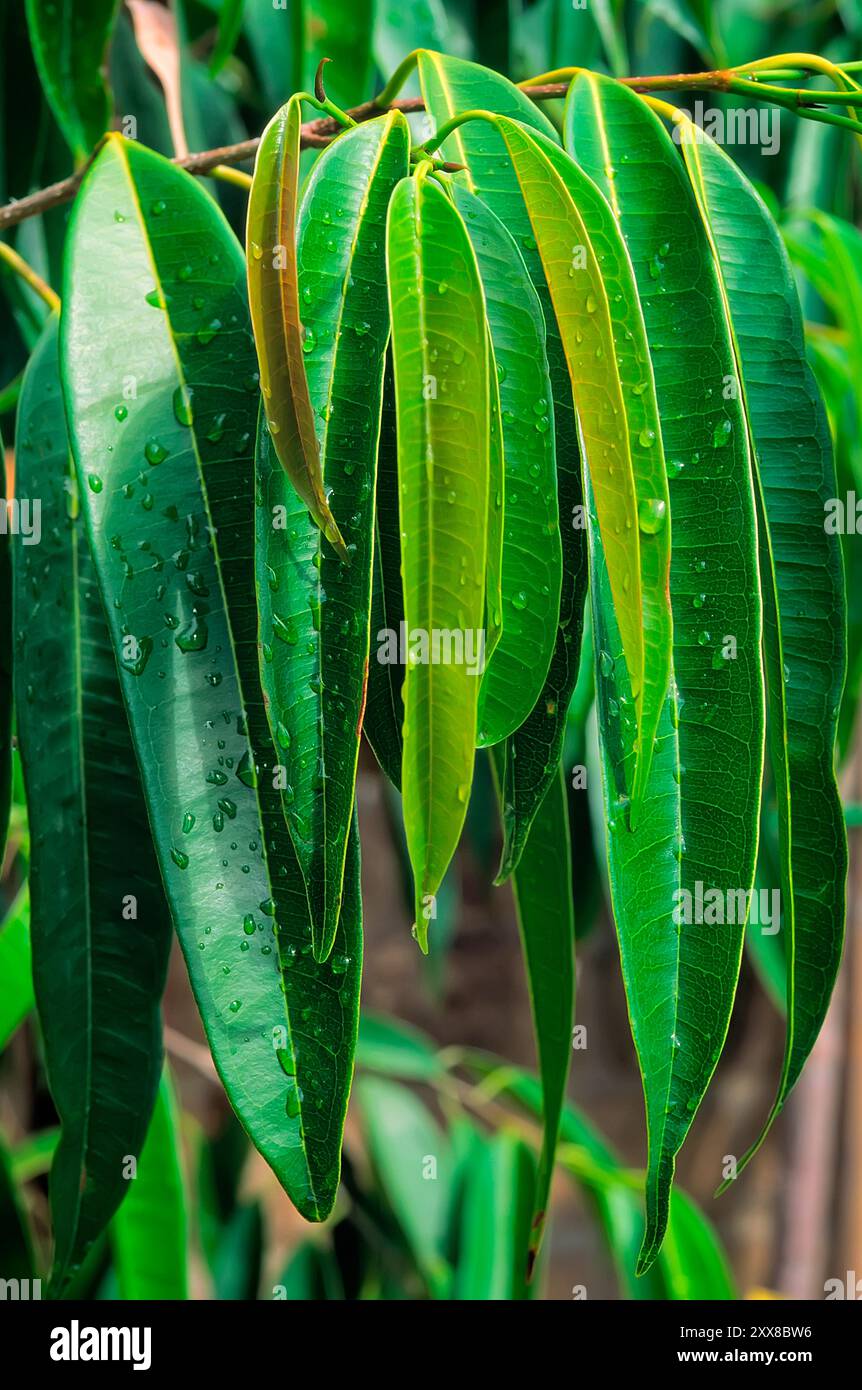 Ficus binnendijkii CV. Alii, Moraceae. Immergrüner Baum, Zierpflanze im Innenbereich. Stockfoto