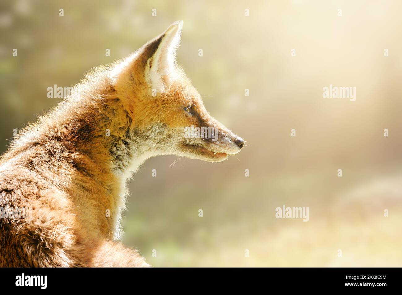 Romantisches, traumhaftes Porträt eines jungen Rotfuchses in der Sonne. Jungtier in freier Wildbahn. Leerzeichen kopieren, Text platzieren. Stockfoto