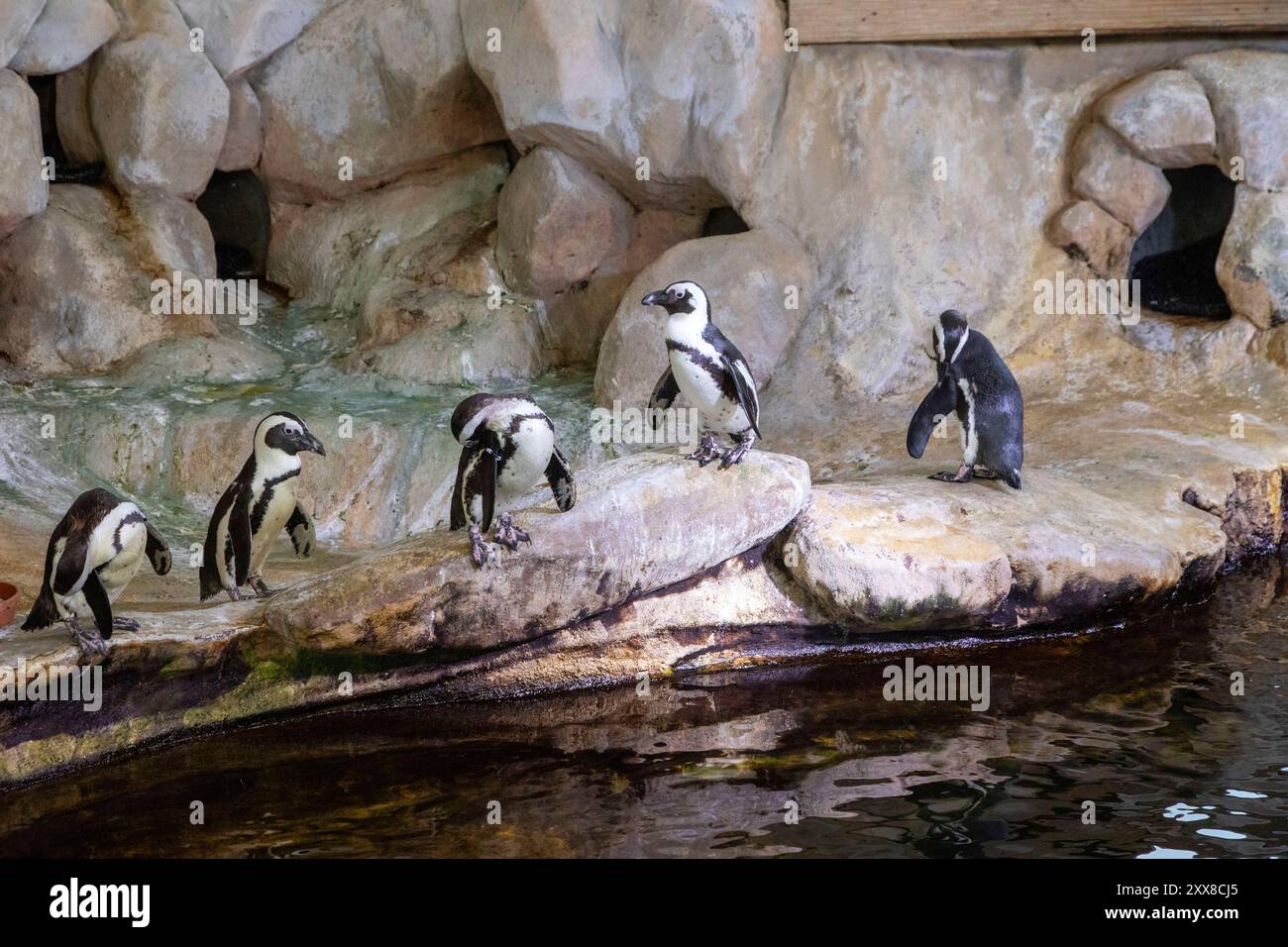 Frankreich, Pas de Calais, Cote d’Opale (Opalküste), Boulogne sur Mer, Nausicaa (Nacional Sea Center), 1991 eröffnet, kap-Pinguine Stockfoto