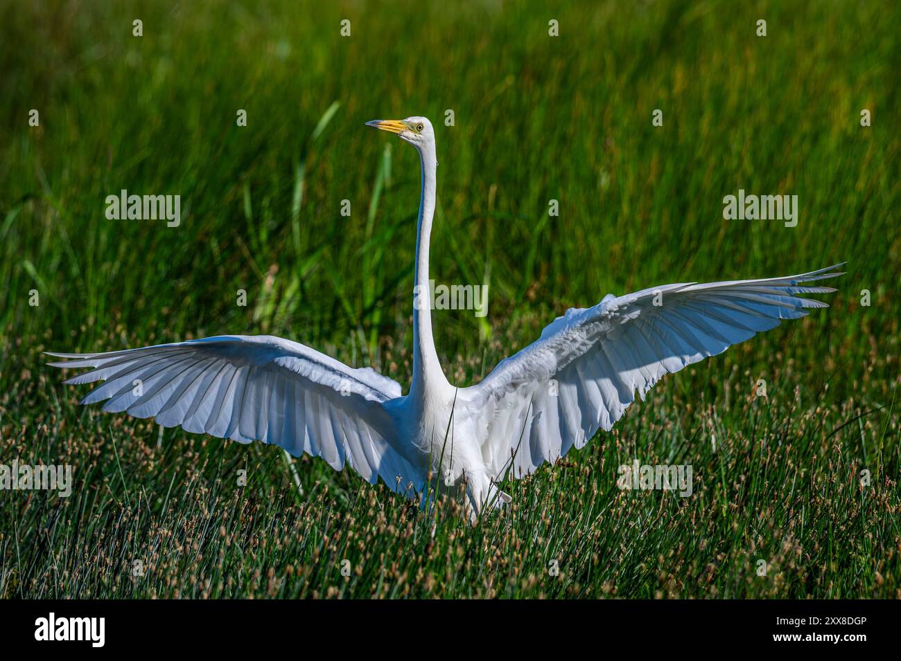 Frankreich, Somme, Baie de Somme, Marais du Crooty, Le Crotoy, großer Egret (Ardea alba - großer Egret) Stockfoto