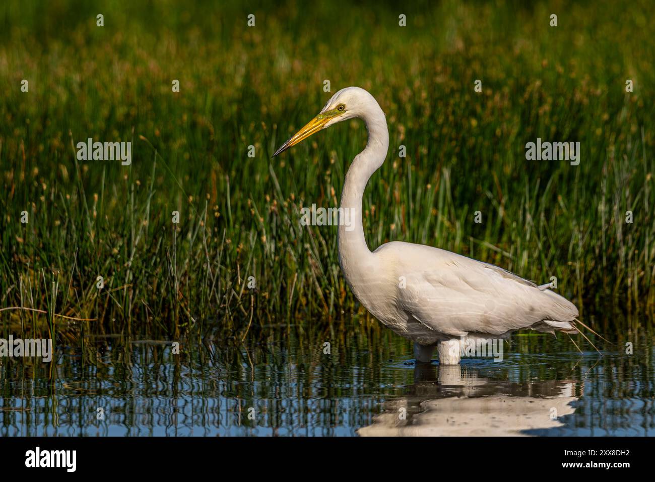 Frankreich, Somme, Baie de Somme, Marais du Crooty, Le Crotoy, großer Egret (Ardea alba - großer Egret) Stockfoto