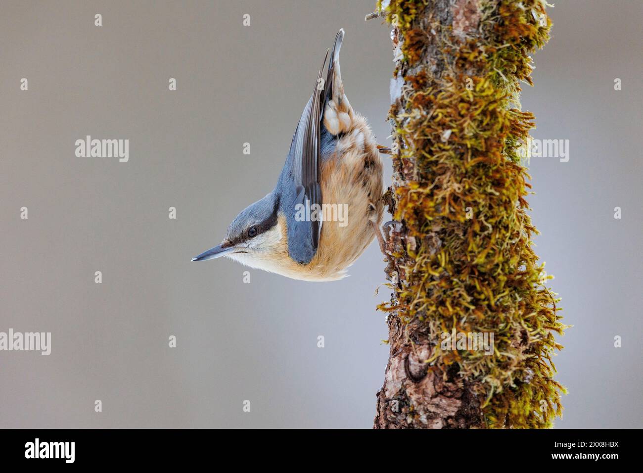 Spanien, Gemeinschaft Kastilien und Leon, Provinz Leon, Riano, Eurasian Nuthatch (Sitta europaea), auf einer Zweigstelle Stockfoto