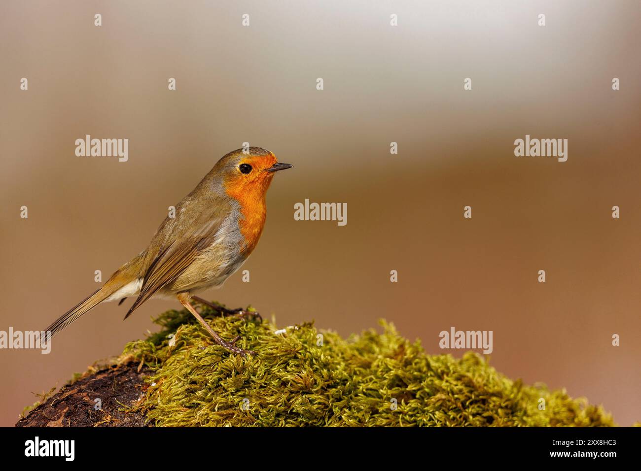 Spanien, Gemeinschaft Kastilien und Leon, Provinz Leon, Riano, Robin (Erithacus rubecula), auf einem moosbedeckten Baumstamm Stockfoto