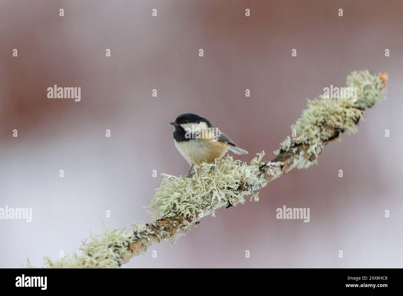 Spanien, Gemeinschaft Kastilien und Leon, Provinz Leon, Riano, Kohlemeise (Periparus ater), auf einer Zweigstelle Stockfoto