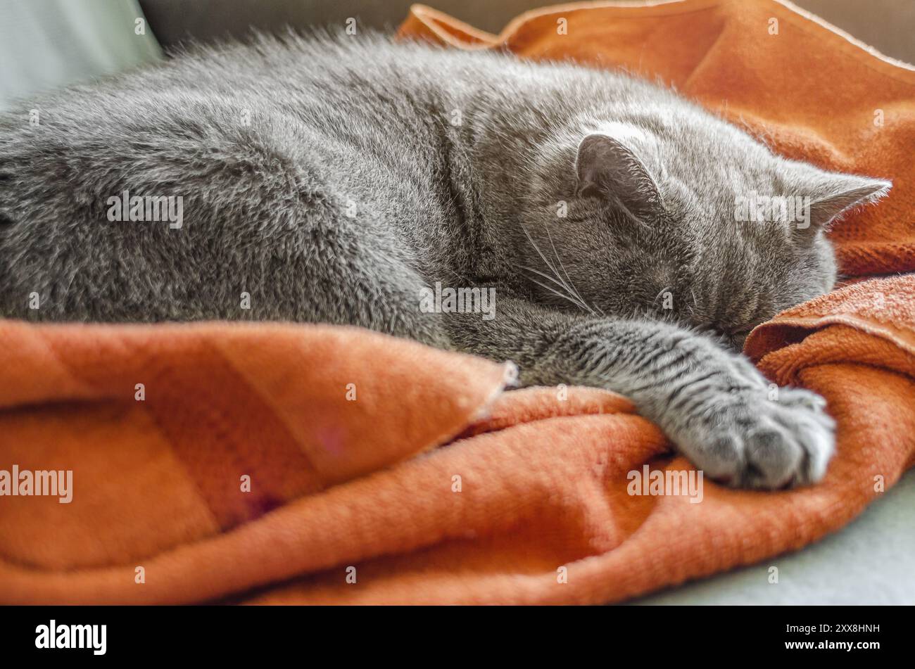 Flauschige graue schottische Katze, die auf braunem Handtuch mit ausgestreckter Pfote schläft. Gemütliche Szene. Entspannende Stimmung Stockfoto