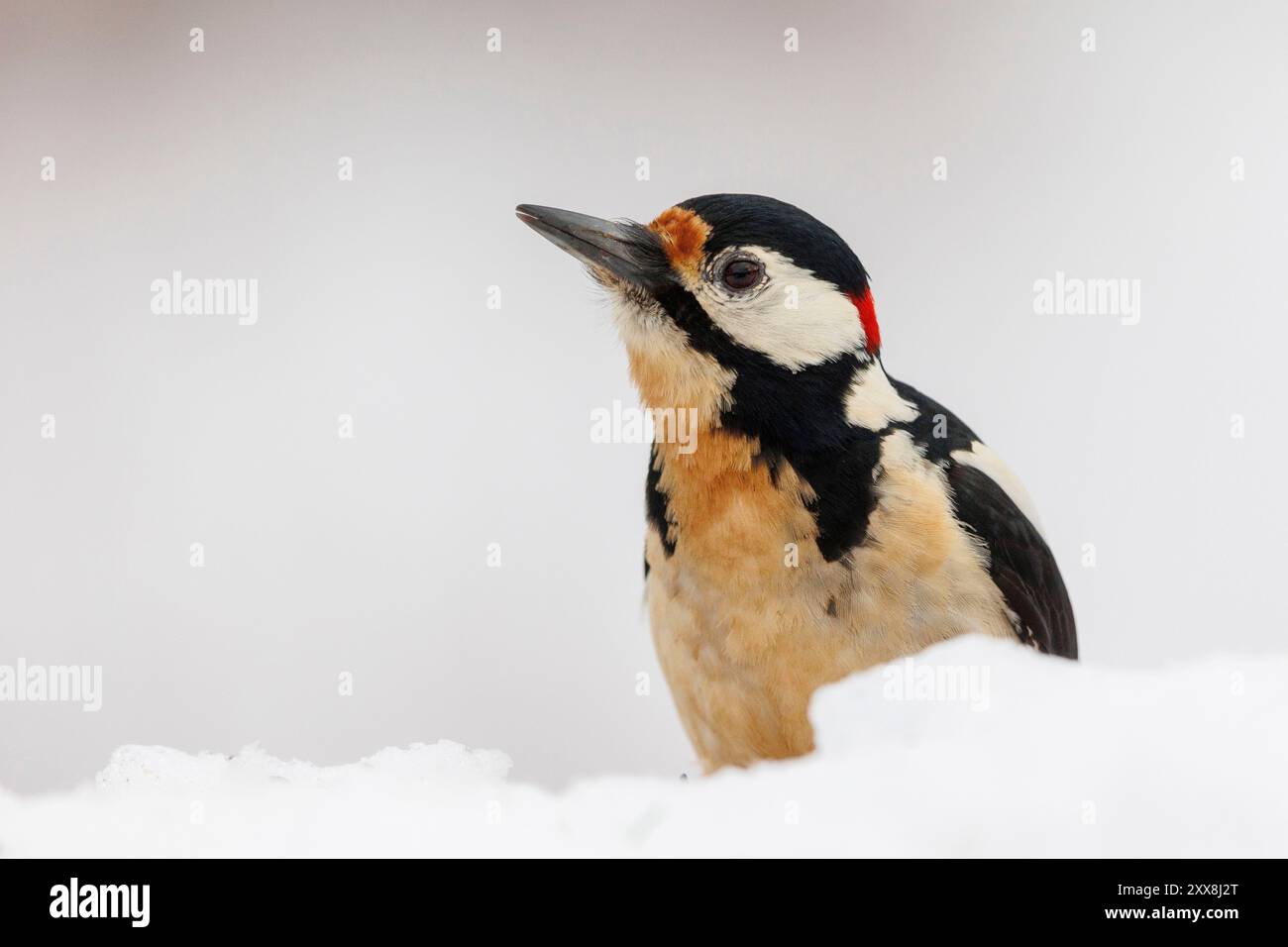 Spanien, Castilla y Leon, Provinz Leon, Boca del Huergano, Großspecht auf dem Boden im Schnee Stockfoto