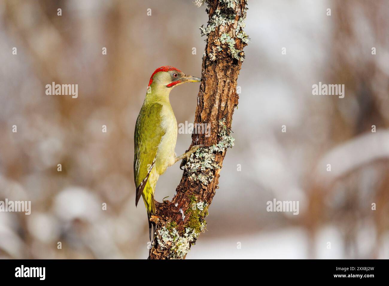 Spanien, Castilla y Leon, Provinz Leon, Boca del Huergano, Grüner Spechte (Picus viridis) auf einer Zweigstelle Stockfoto