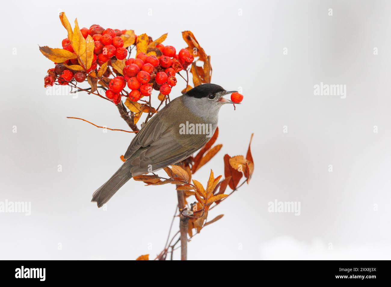 Spanien, Gemeinschaft Kastilien und Leon, Provinz Leon, Riano, eurasische Schwarzmütze (Sylvia atricapilla), erwachsener männlicher Mann auf einem Zweig von rowan, der die Früchte isst Stockfoto