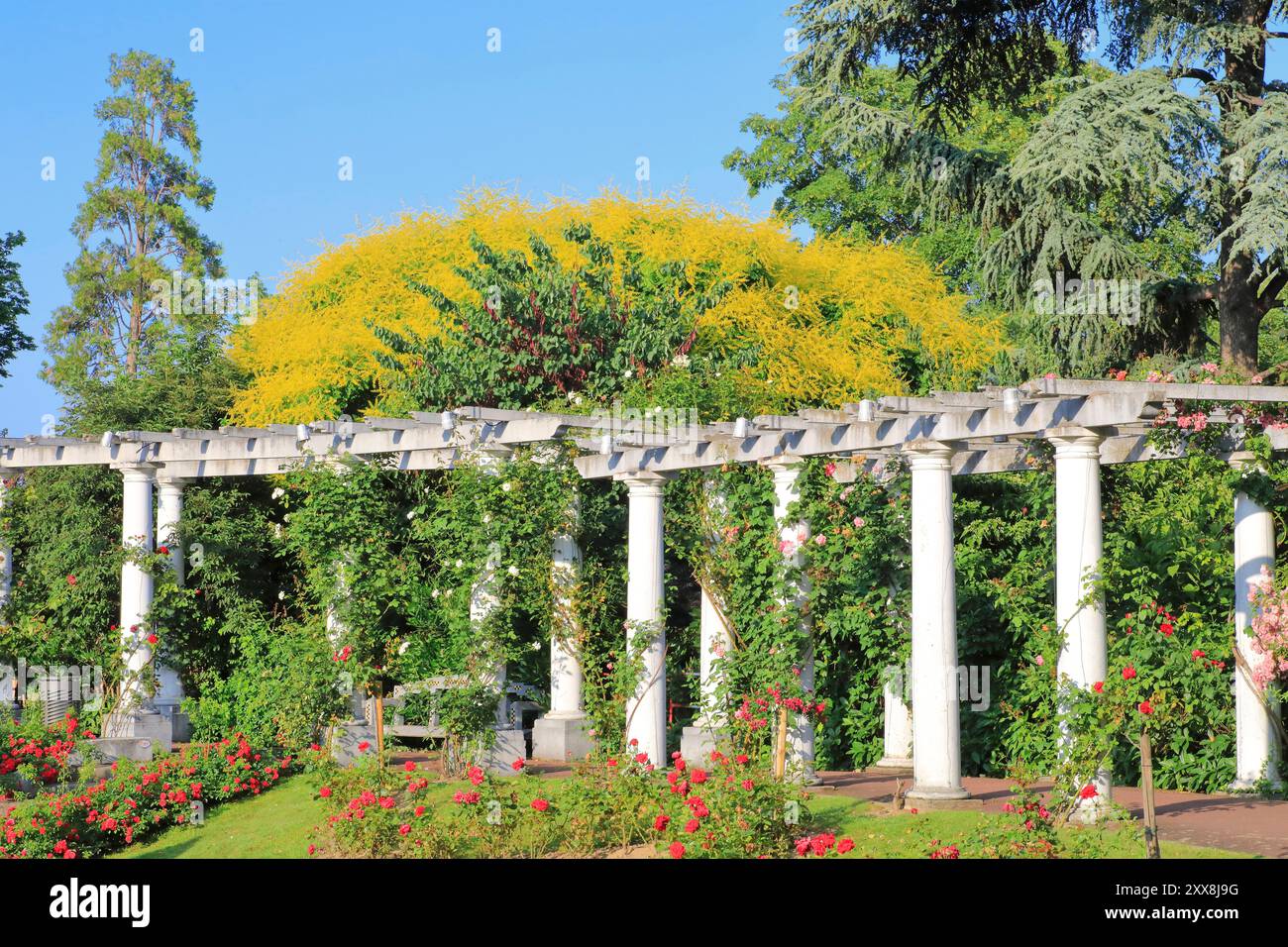 Frankreich, Puy de Dome, Clermont Ferrand, Lecoq-Garten (Ende des 19. Jahrhunderts), Rosengarten Stockfoto