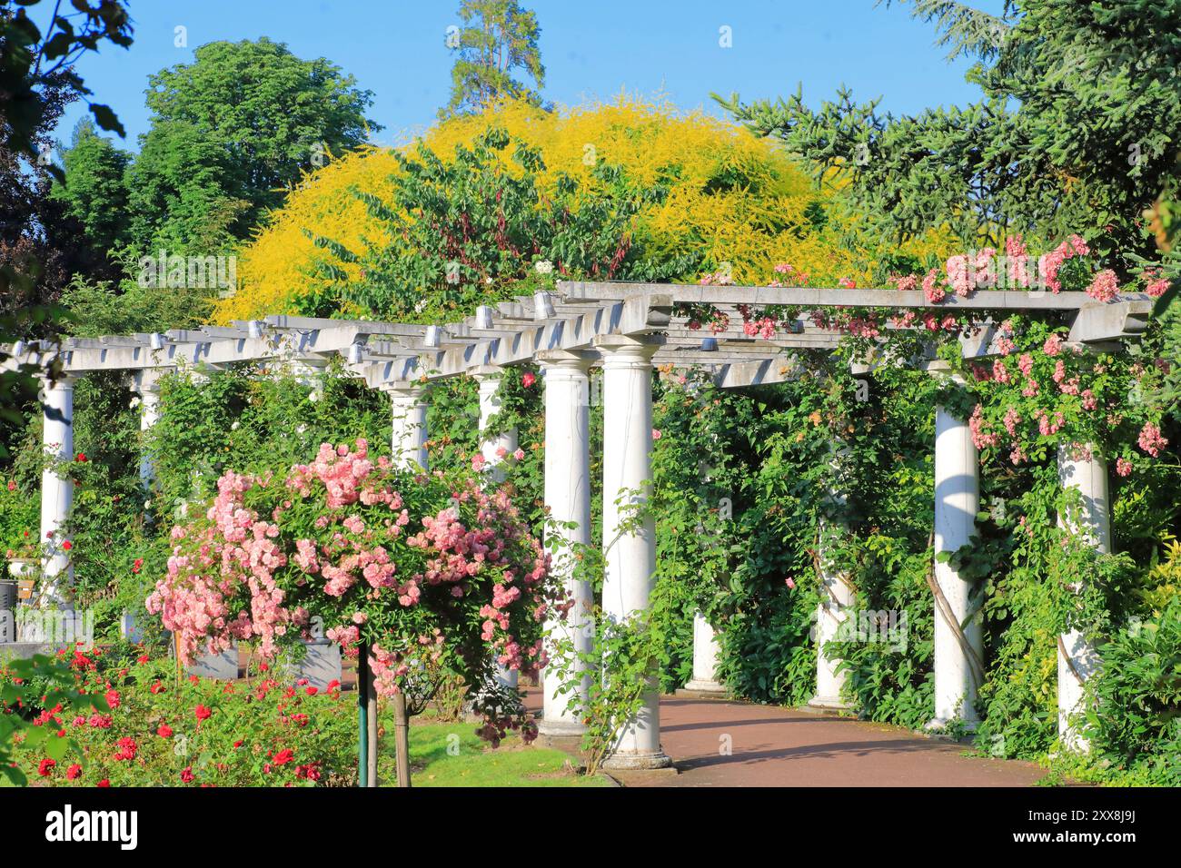 Frankreich, Puy de Dome, Clermont Ferrand, Lecoq-Garten (Ende des 19. Jahrhunderts), Rosengarten Stockfoto