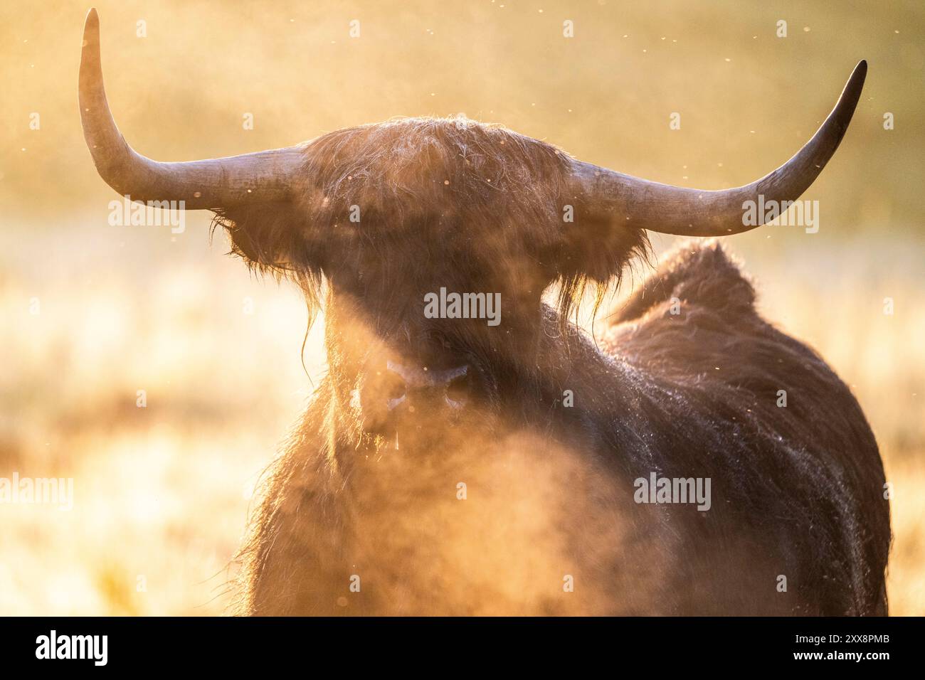 Frankreich, Somme, Baie de Somme, Noyelles-sur-mer, schottische Highland-Rinder auf Weide im Morgennebel Stockfoto