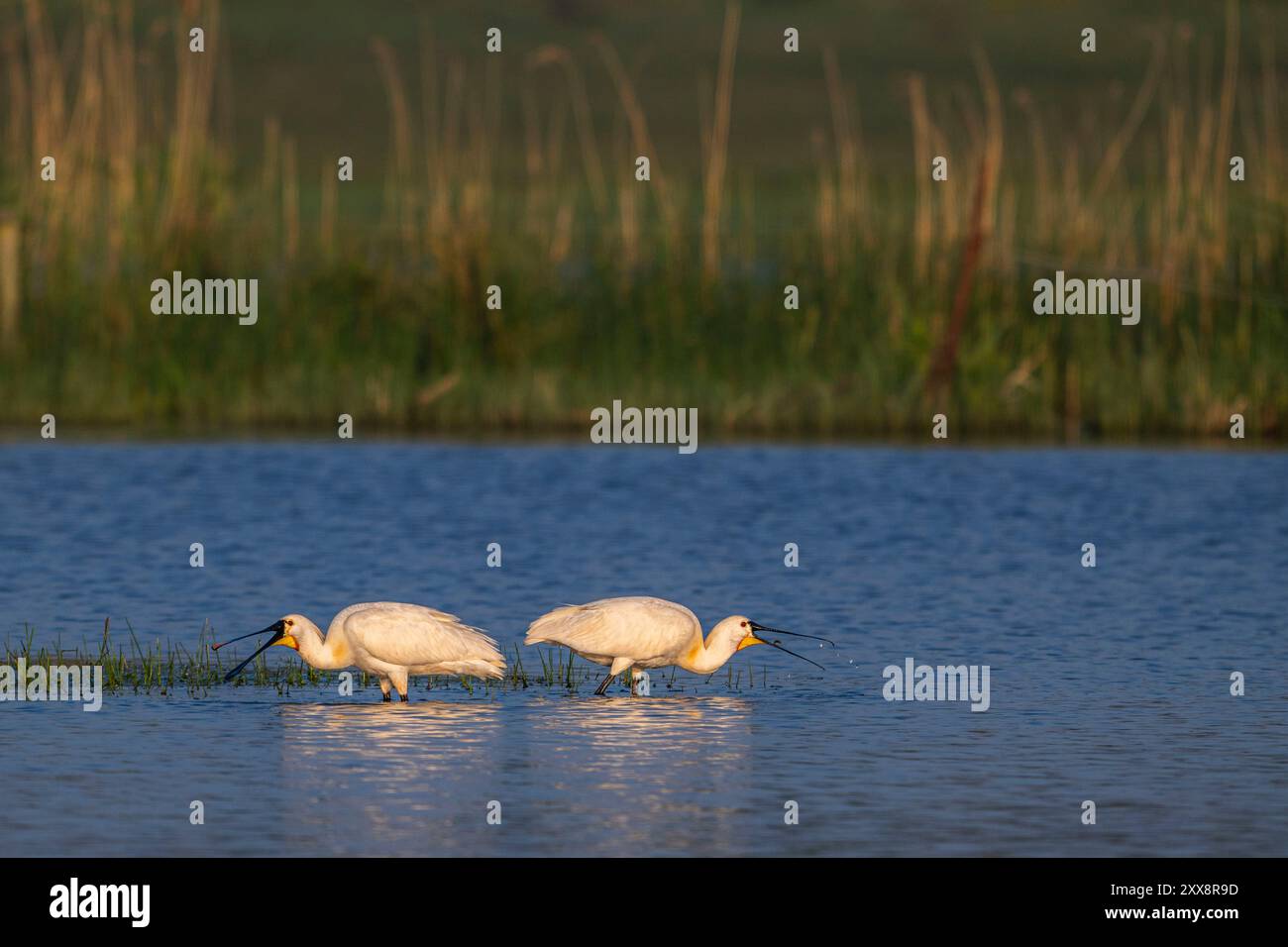 Frankreich, Somme, Baie de Somme, Le Crotoy, Marais du Crotoy, Eurasischer Löffelschnabel (Platalea leucorodia) Stockfoto