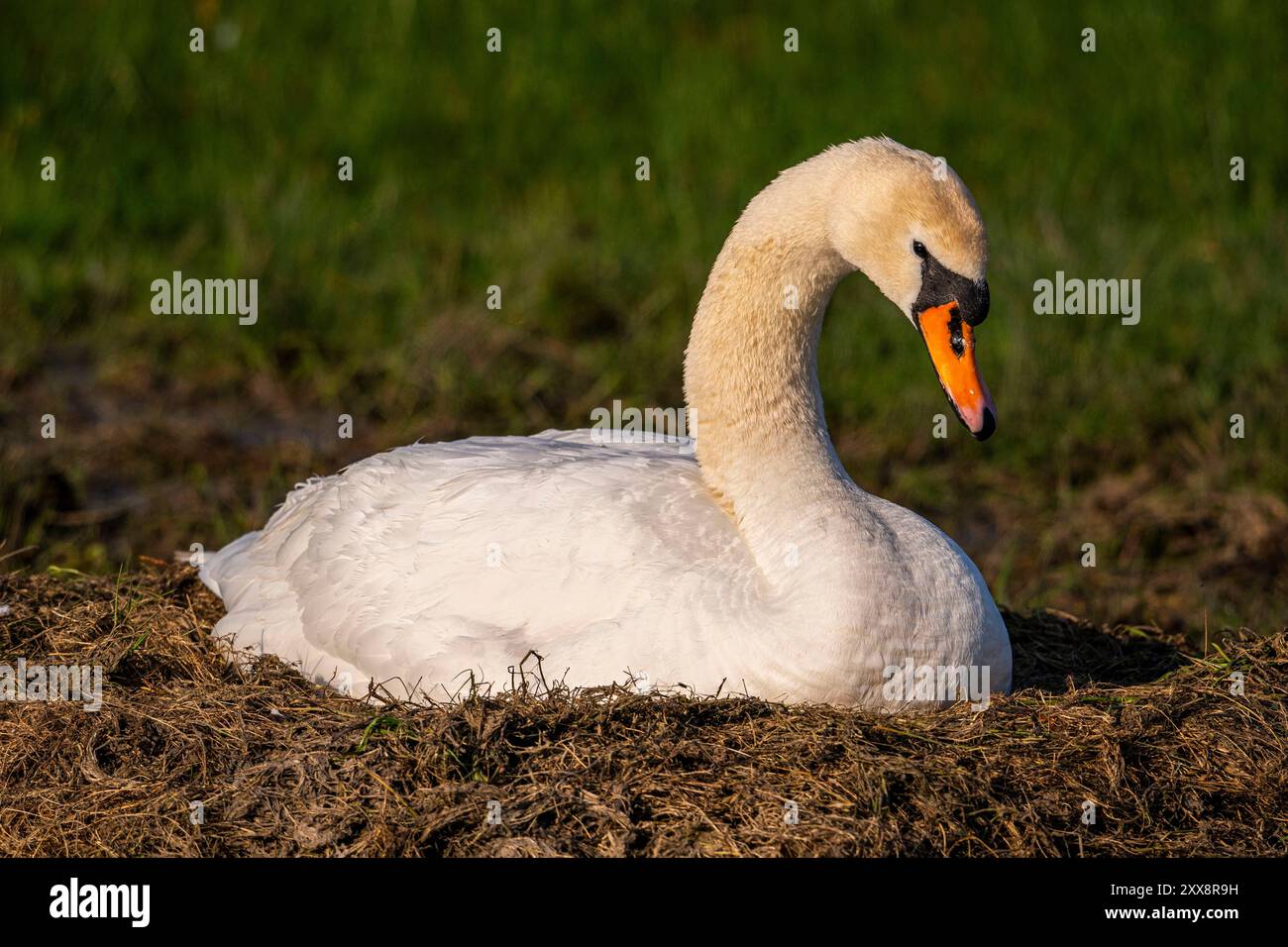 Frankreich, Somme, Baie de Somme, Le Crotoy, Marais du Crotoy, Mute Swan (Cygnus olor, Mute Swan) auf seinem Nest, das seine Eier brütet Stockfoto