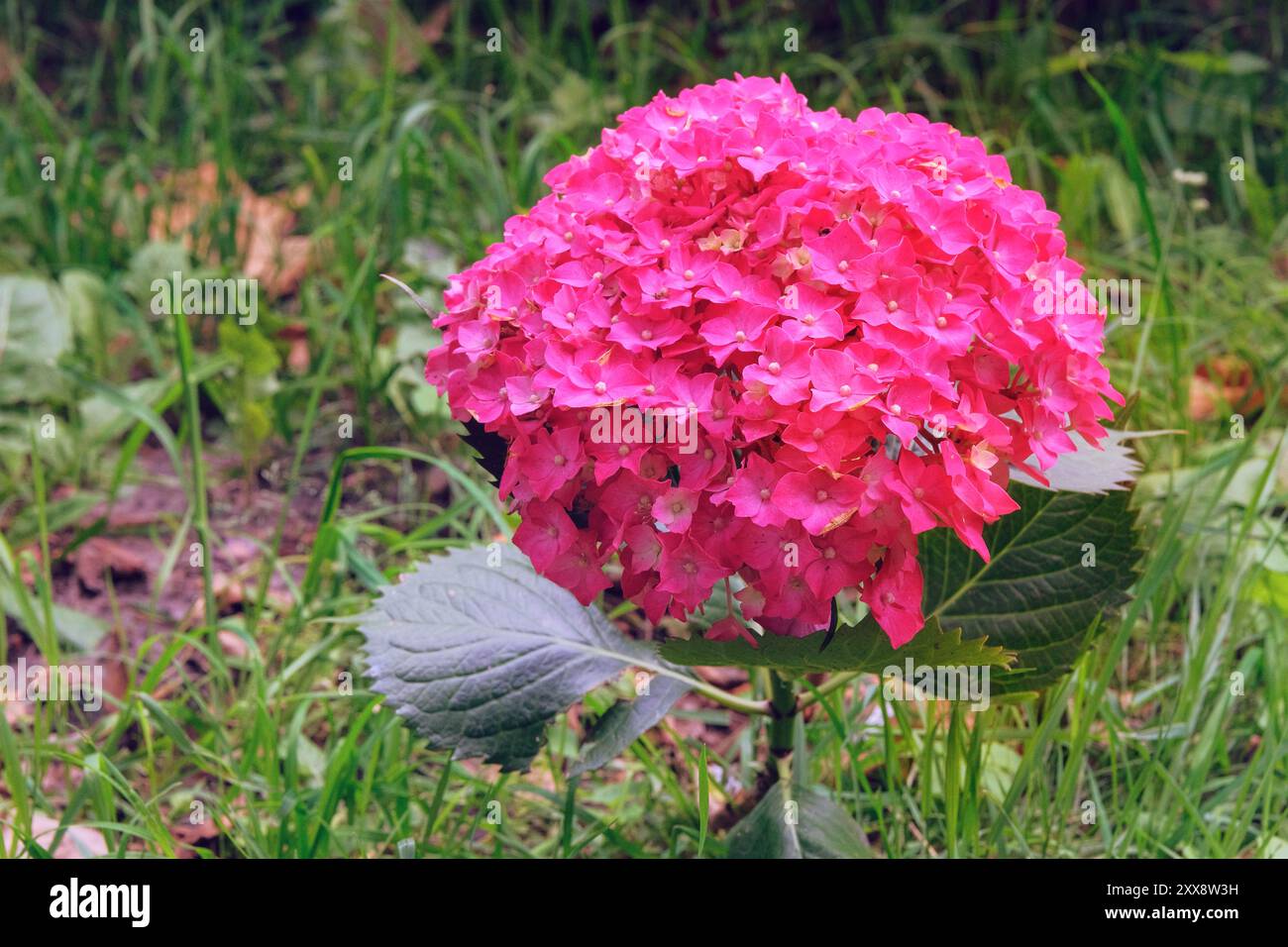 Hortensie macrophylla im Garten. Rosa blühende Blume. Bush im Gewächshaus. Sonniger Tag. Stockfoto