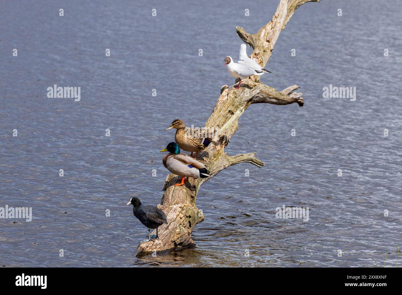 Frankreich, Indre, Saint Michel en Brenne, regionaler Naturpark Brenne, Vogelbeobachtungszentrum des Sous-Teichs, Eurasische Hähnchen (Fulica atra), männliche und weibliche Mallardente (Anas platyrhynchos), Schwarzkopfmöwen (Larus ridibundus) in Zuchtlackierung Stockfoto