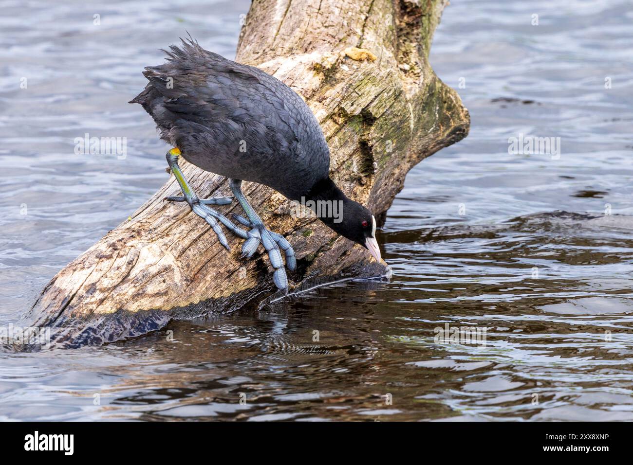 Frankreich, Indre, Saint Michel en Brenne, regionaler Naturpark Brenne, Vogelobservatorium des Teichs Sous, Coot (Fulica atra) Stockfoto