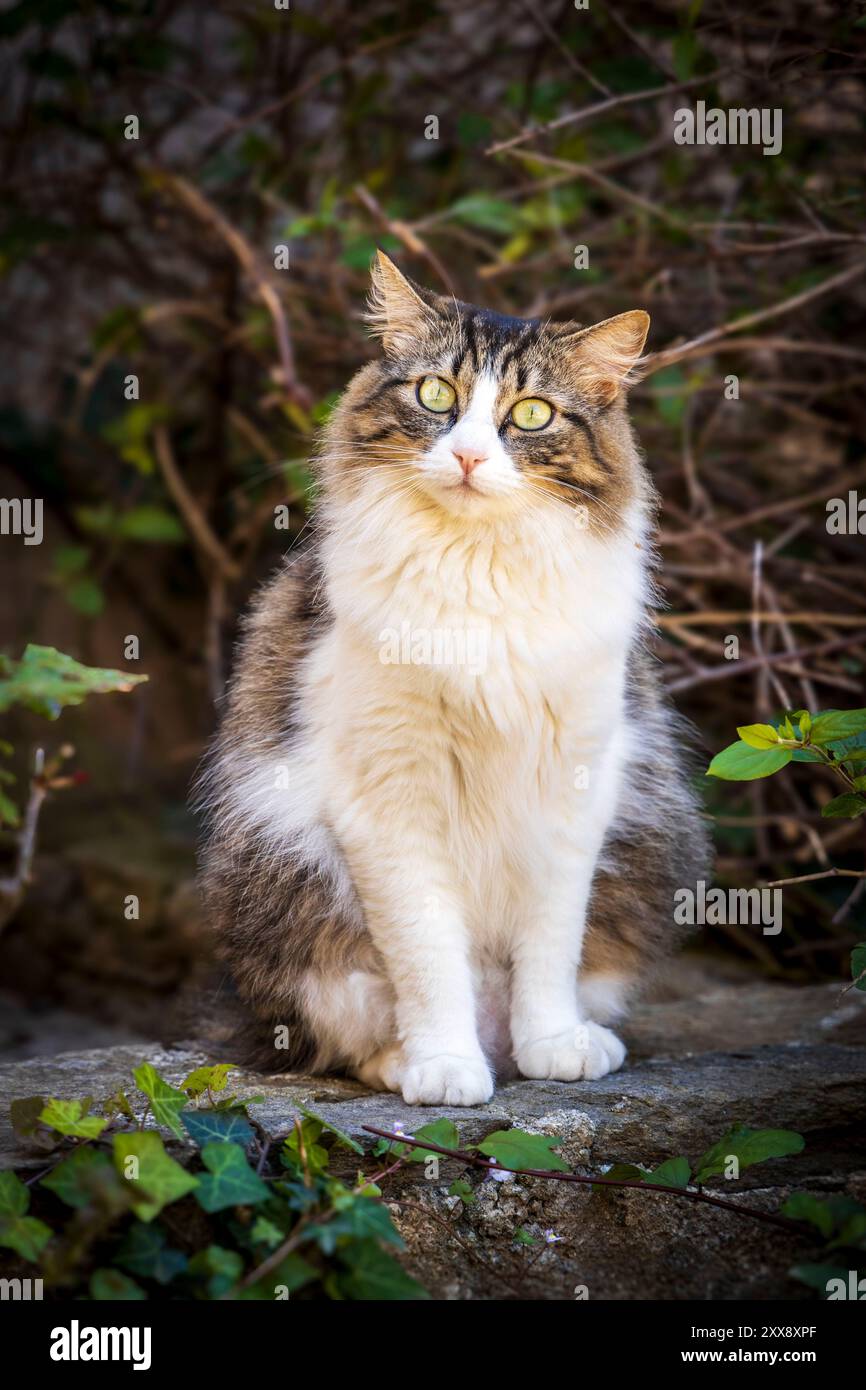 Frankreich, Var, Gassin, beschriftete die schönsten Dörfer Frankreichs, Katze an einer Wand einer Dorfgasse Stockfoto