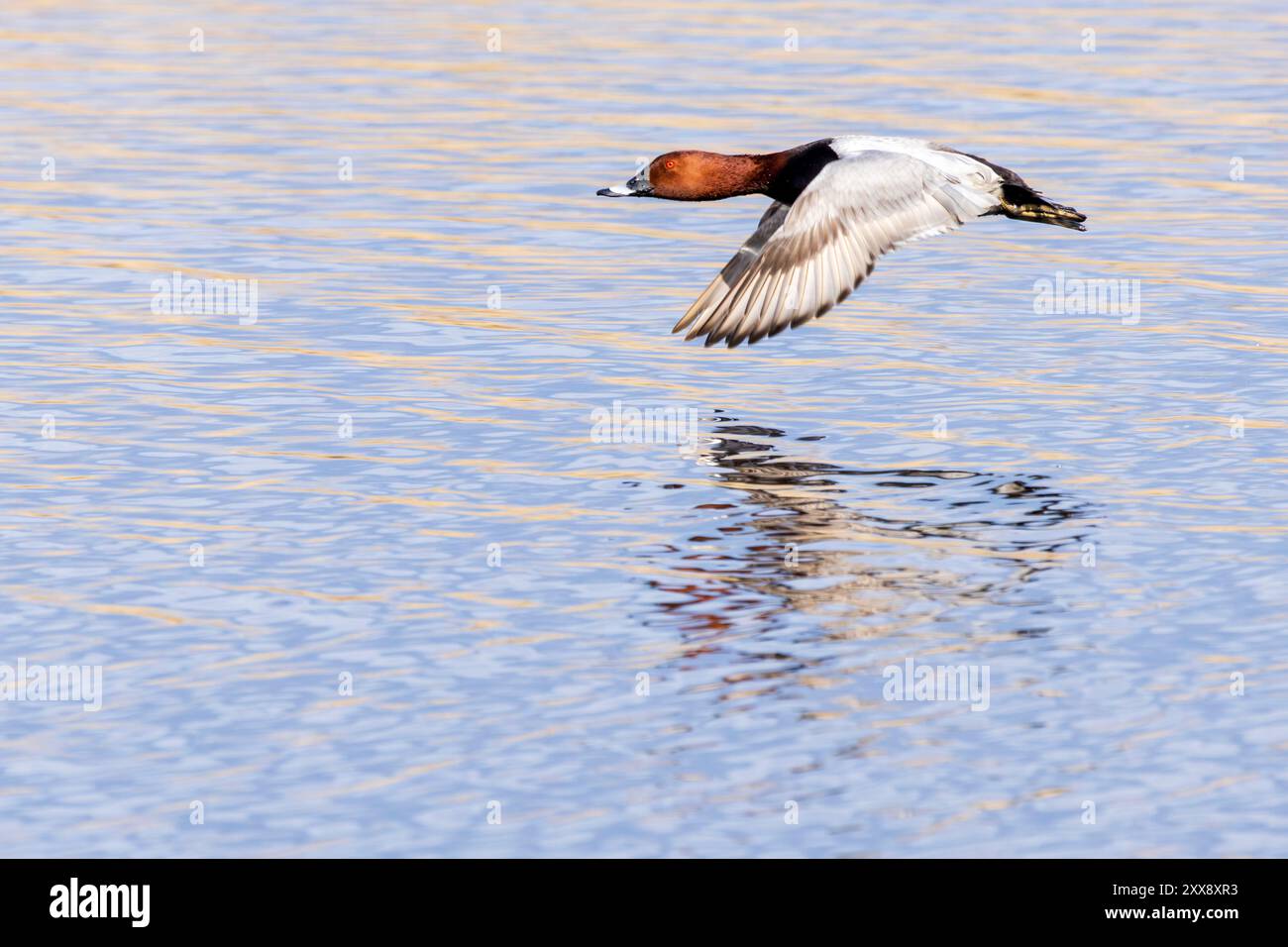 Frankreich, Indre, Saint Michel en Brenne, regionaler Naturpark Brenne, Vogelbeobachtungszentrum des Sous-Teiches, Gemeine Pochard (Atthya ferina) männlich im Flug Stockfoto