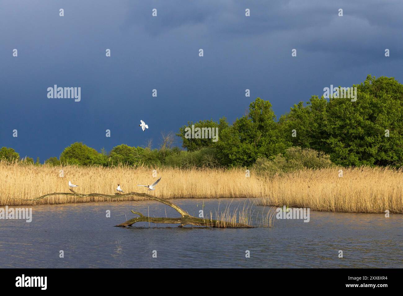 Frankreich, Indre, Saint Michel en Brenne, regionaler Naturpark Brenne, Vogelbeobachtungszentrum des Teichs Sous, Schwarzmöwen (Larus ridibundus) in Brutlackierung Stockfoto
