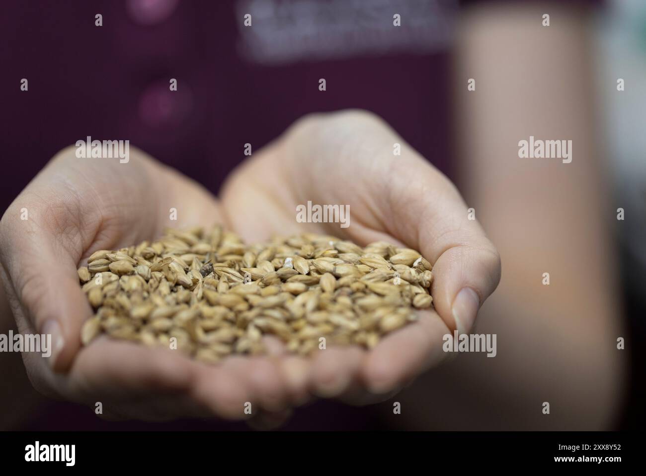 Vereinigtes Königreich, Schottland, Innere Hebriden, Isle of Raasay, Raasay Whiskey Destillery, Gerstenkörner, Stockfoto