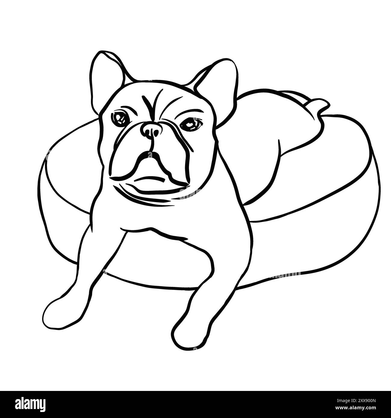 Französische Bulldogge liegt auf einem Kissen. Flacher Fang. Blickt nach vorne, die Ohren hoch. Schwarzweißskizze. Mit einer Linie gezeichnet. Kein Hintergrund. Stockfoto