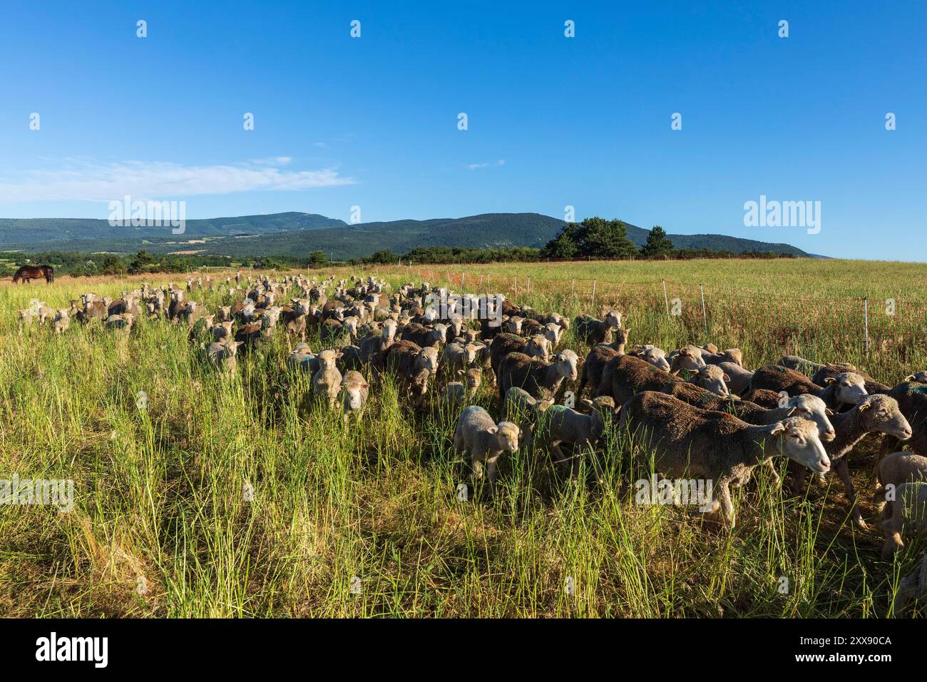 Frankreich, Vaucluse, regionaler Naturpark Mont Ventoux, Aurel, Schafzüchter Yoann Stockfoto