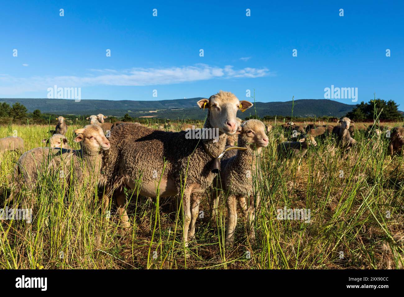 Frankreich, Vaucluse, regionaler Naturpark Mont Ventoux, Aurel, Yoann-Schafzüchter, Lamm Stockfoto