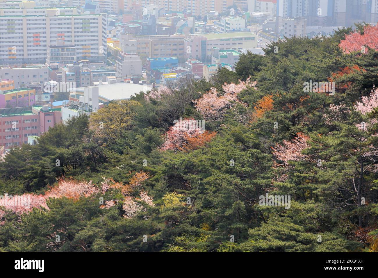 Blick auf die Stadt vom Berg Geumjeong in Busan, Südkorea. Frühlingslandschaft der Kirschblüten. Stockfoto