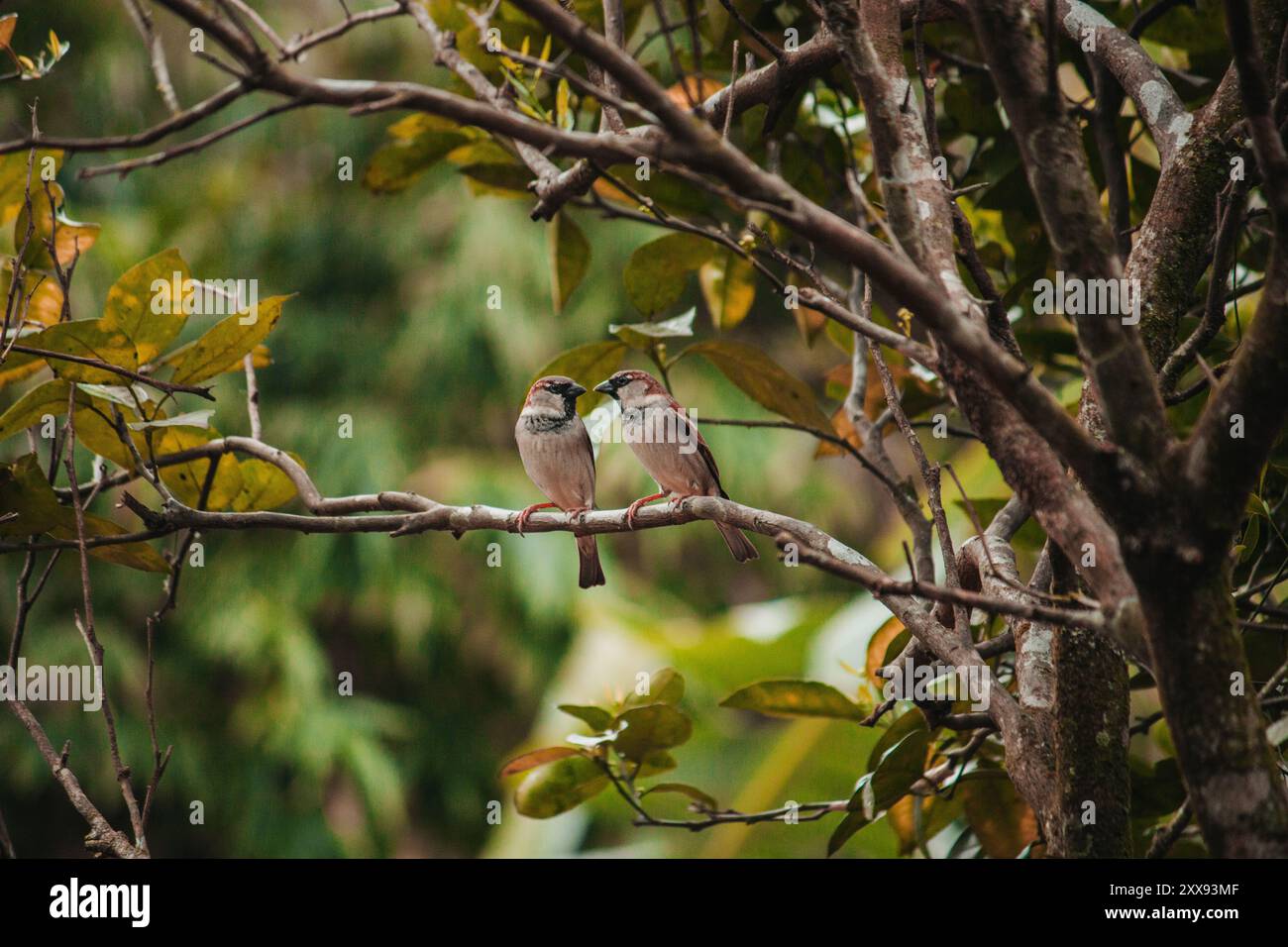 Ein Paar Spatzen teilen sich einen intimen Moment, während sie sanft die Schnabel berühren, während sie auf einem Baumzweig sitzen Stockfoto