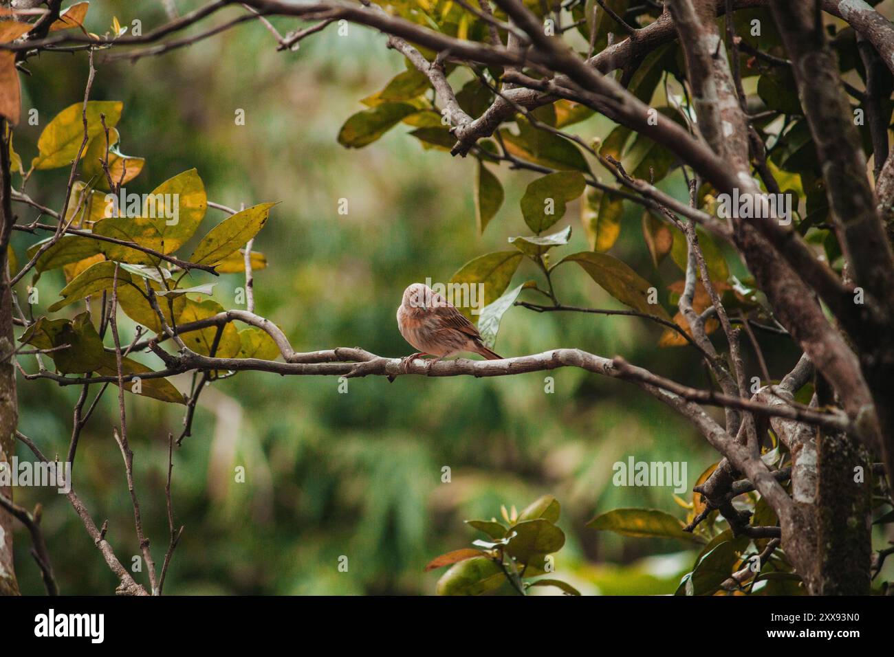 Eine weibliche safranfinke auf einem Zitronenzweig, umgeben von üppigem Grün, verkörpert die subtile Schönheit der Natur. Stockfoto