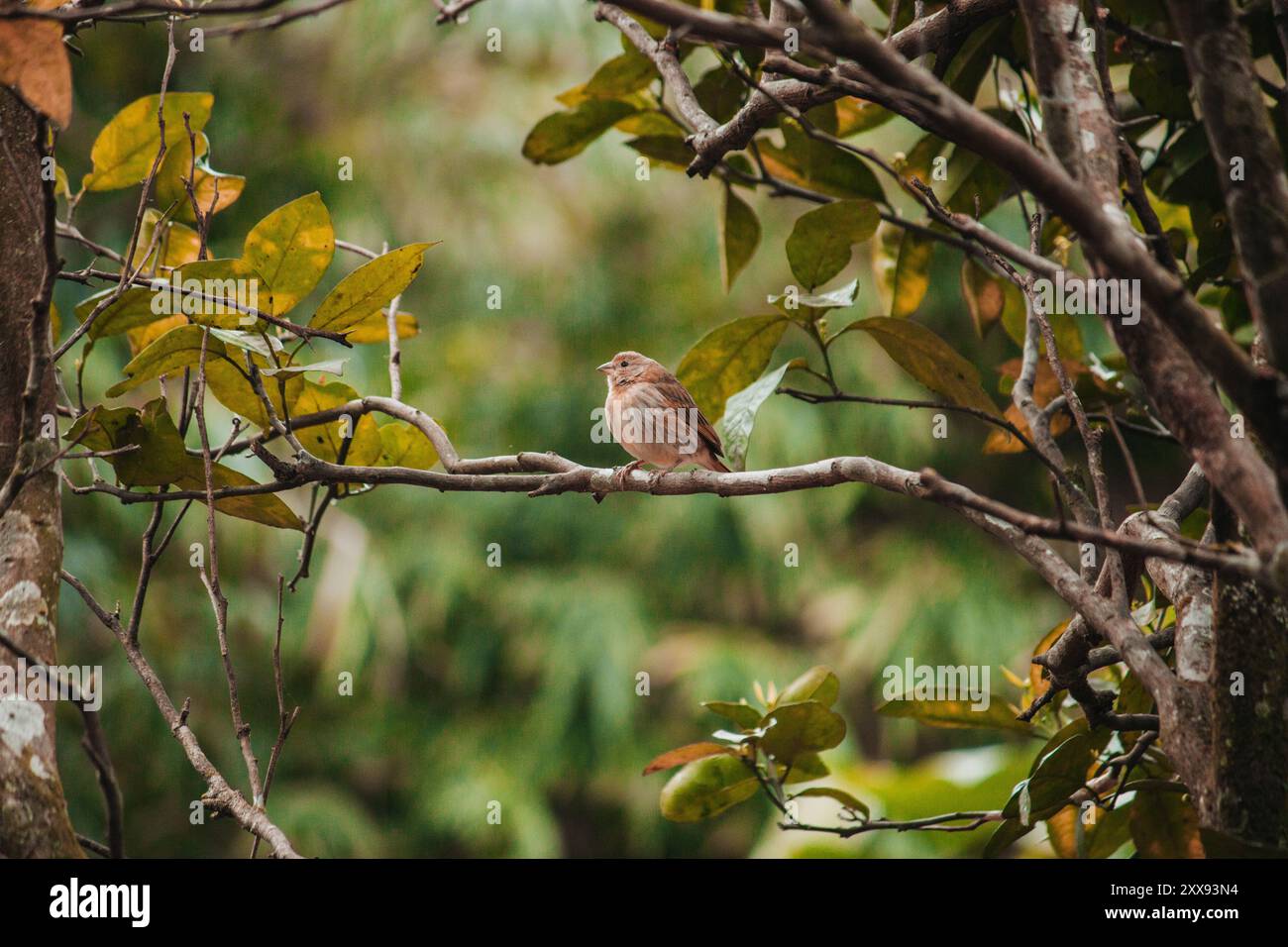 Eine weibliche safranfinke auf einem Zitronenzweig, umgeben von üppigem Grün, verkörpert die subtile Schönheit der Natur. Stockfoto