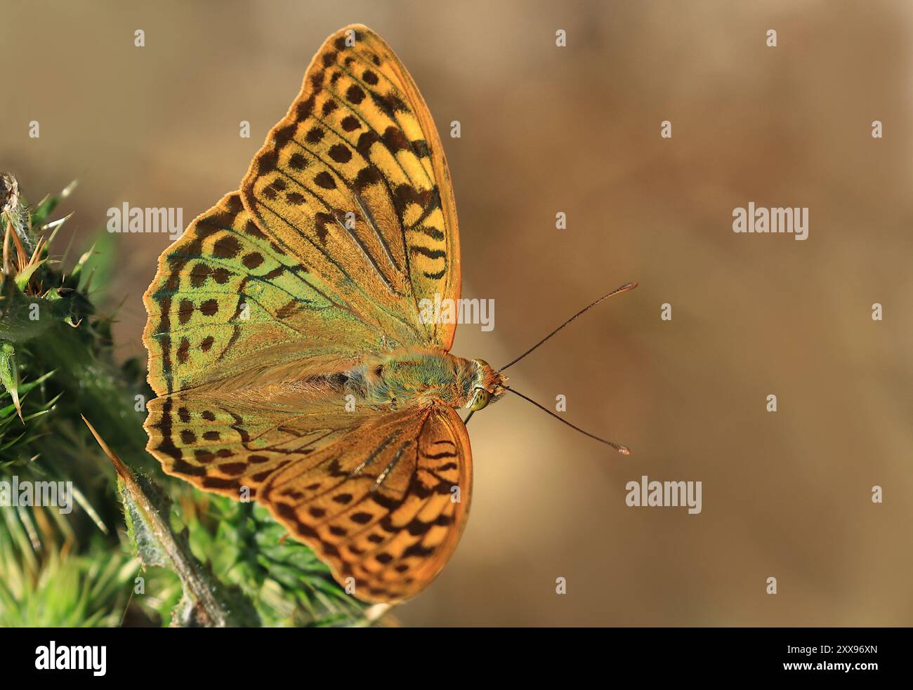 Makrofoto des Schmetterlings in der Natur Stockfoto