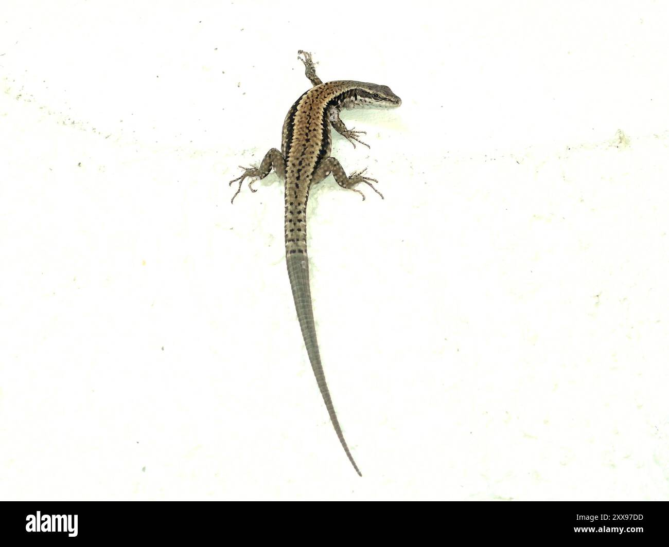 Podarcis muralis Reptilia Stockfoto