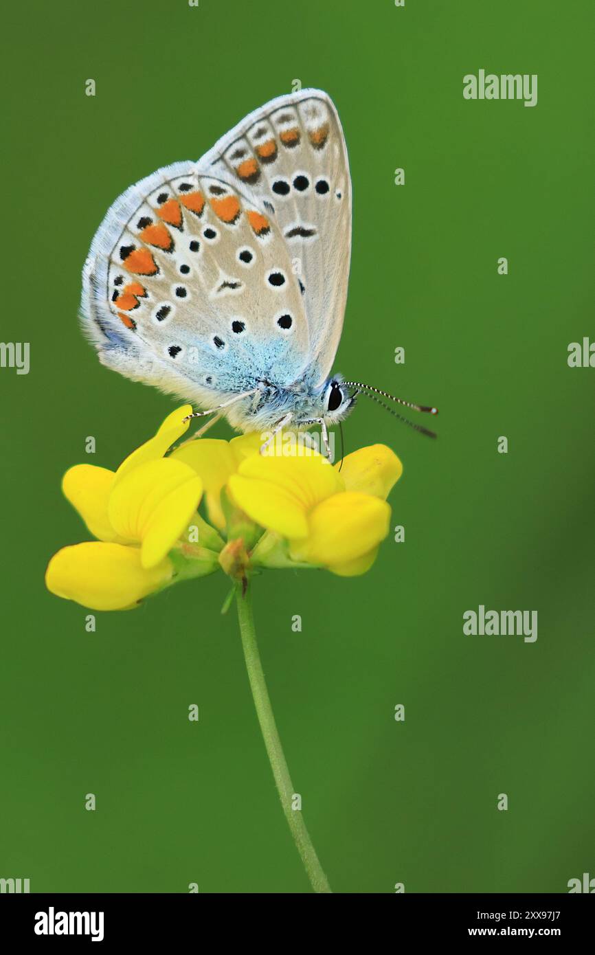 Makrofoto des Schmetterlings in der Natur Stockfoto