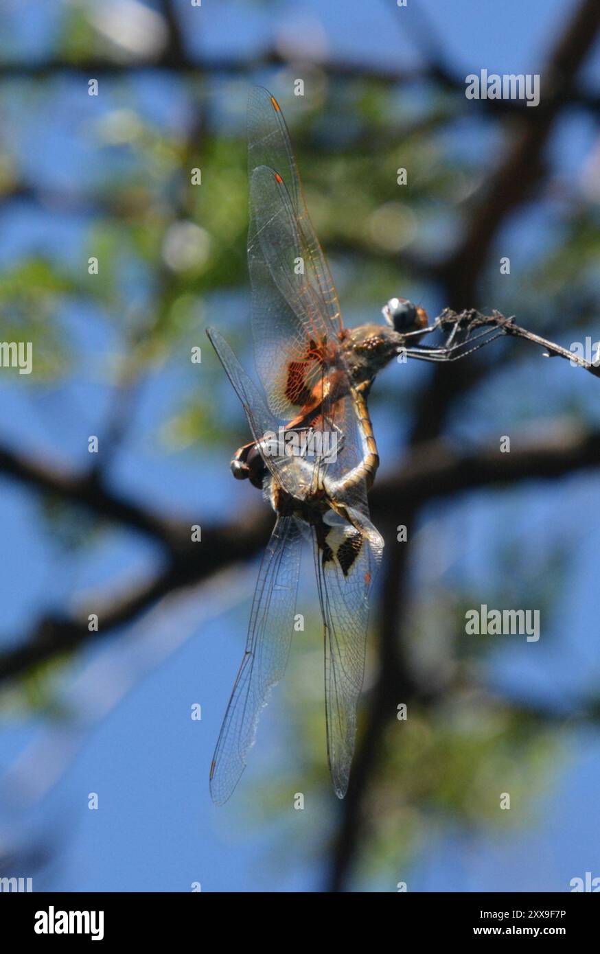 Keyhole Glider (Tramea basilaris) Insecta Stockfoto