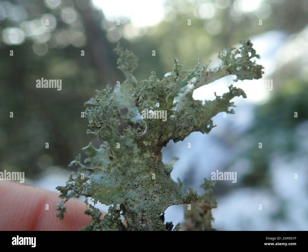 Verschiedene Ragenflechten (Platismatia glauca) Pilze Stockfoto