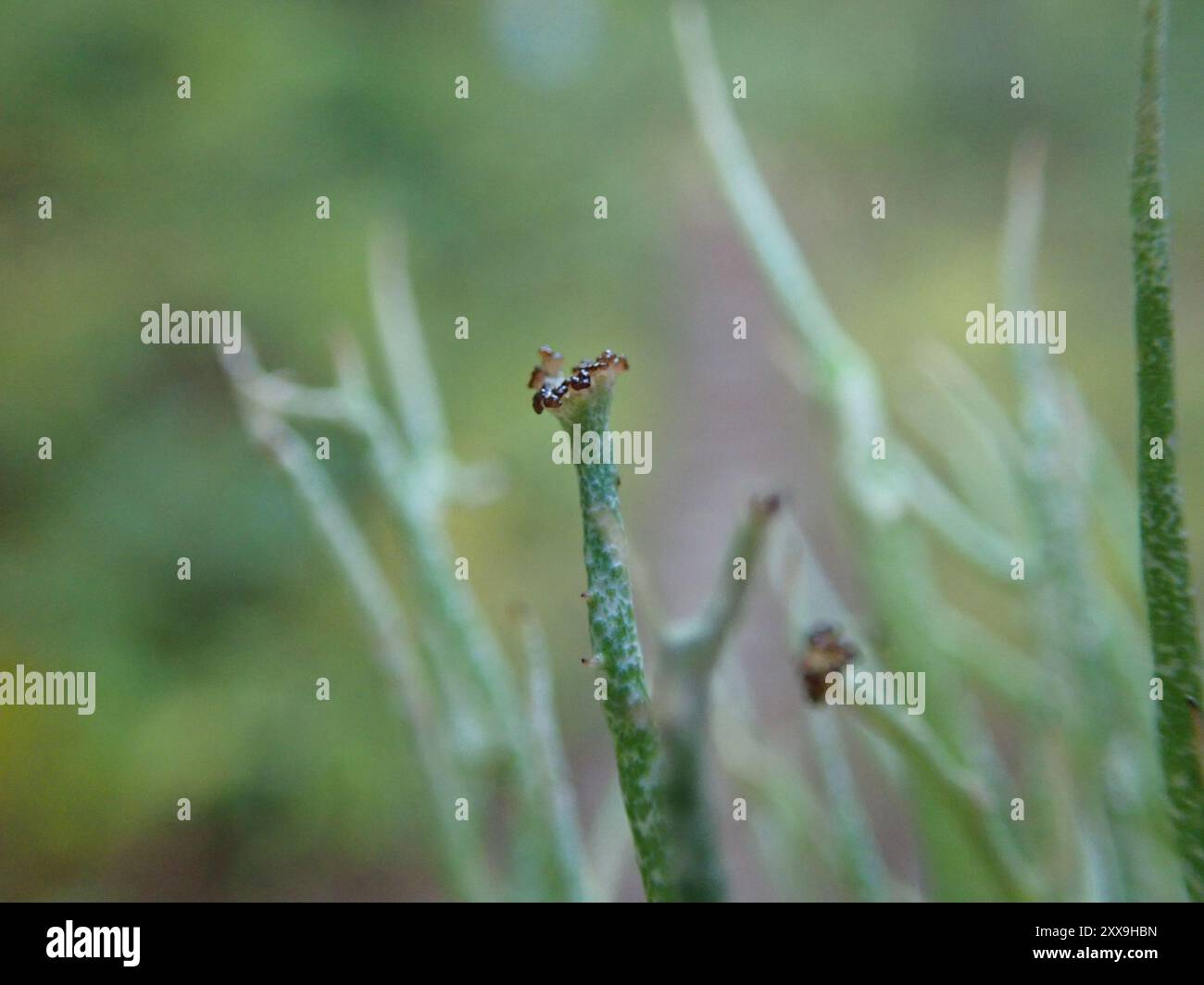 Glatte Hornflechte (Cladonia gracilis) Pilze Stockfoto