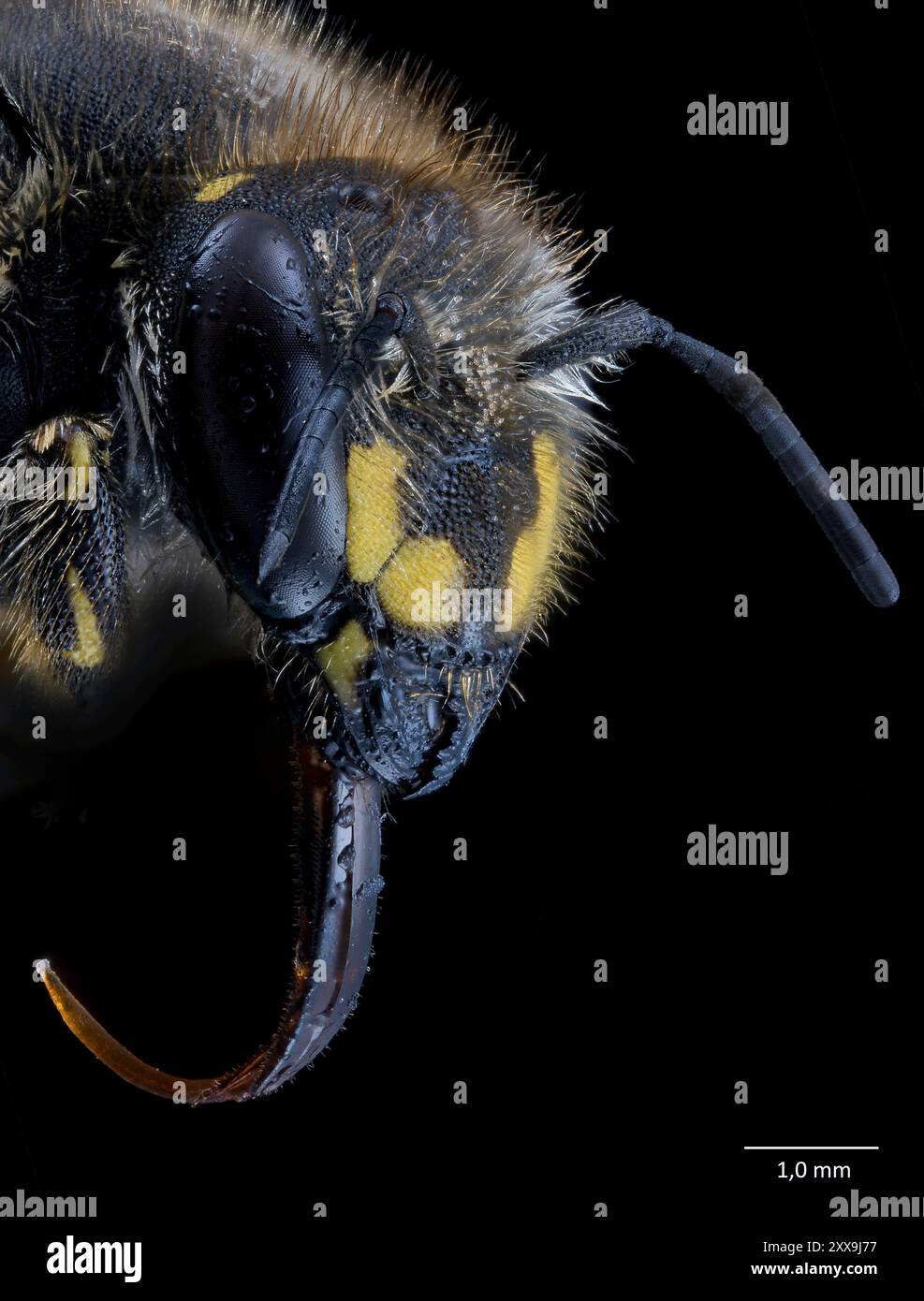 Das Gesicht einer Töpferbiene (Anthidium sp.). Südwestnorwegen im August. Stockfoto