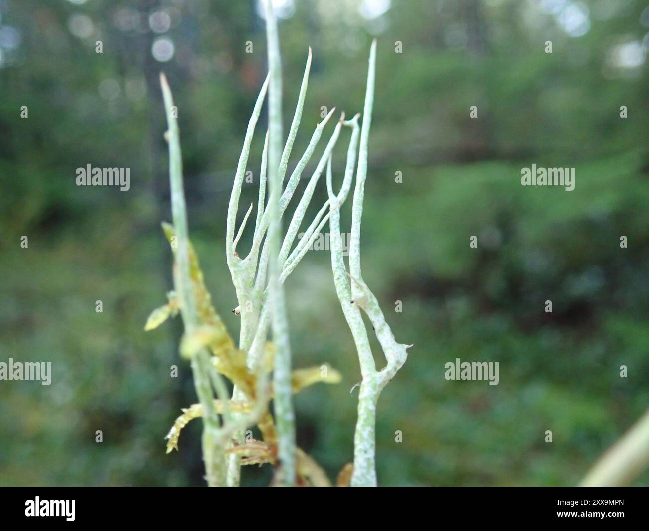 Glatte Hornflechte (Cladonia gracilis) Pilze Stockfoto