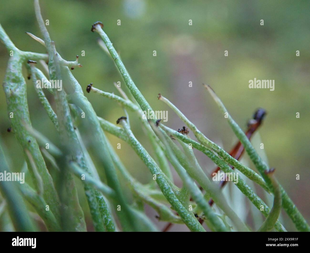 Glatte Hornflechte (Cladonia gracilis) Pilze Stockfoto