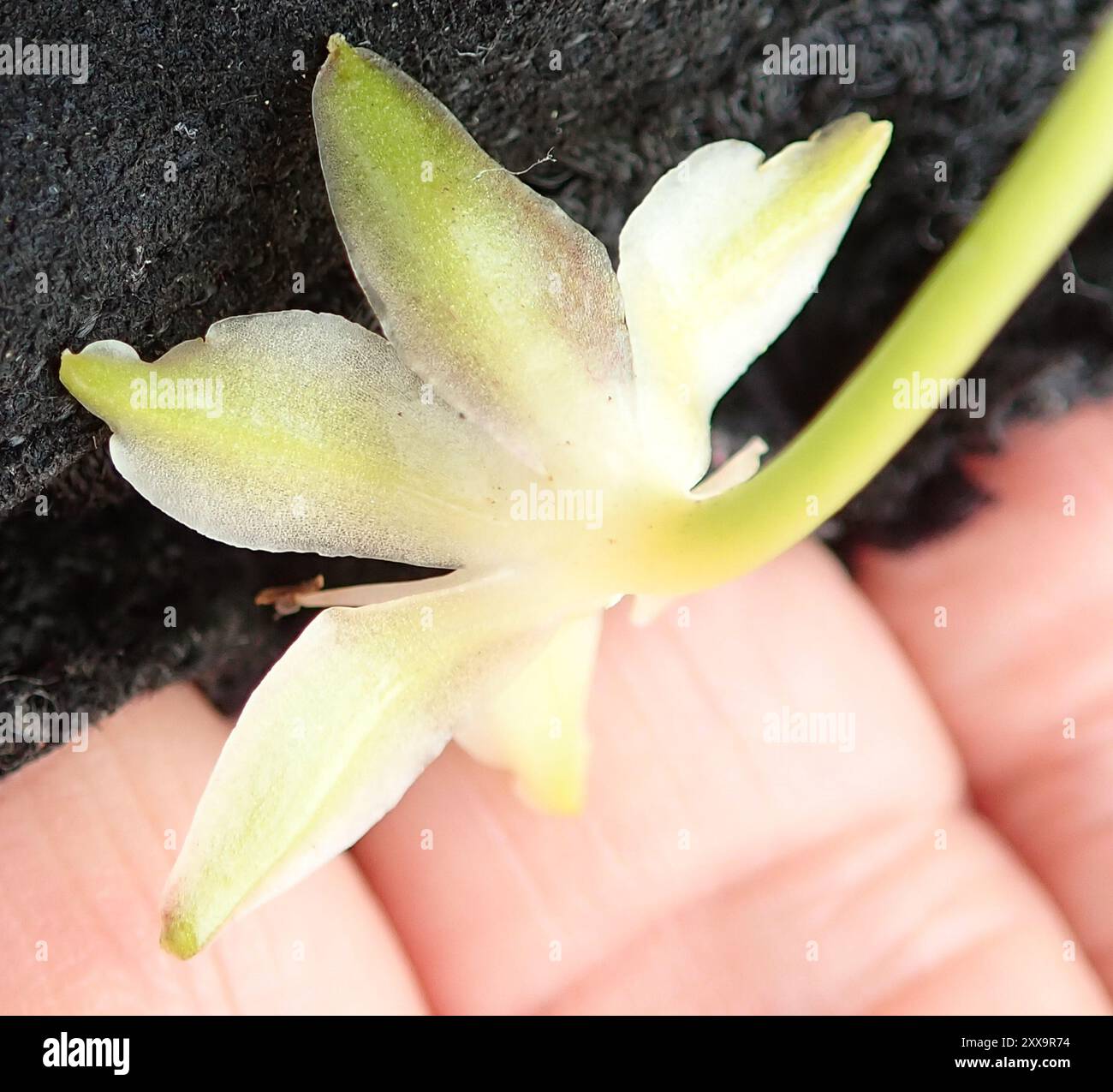 Riesige Ananaslilie (Eucomis pallidiflora) Plantae Stockfoto